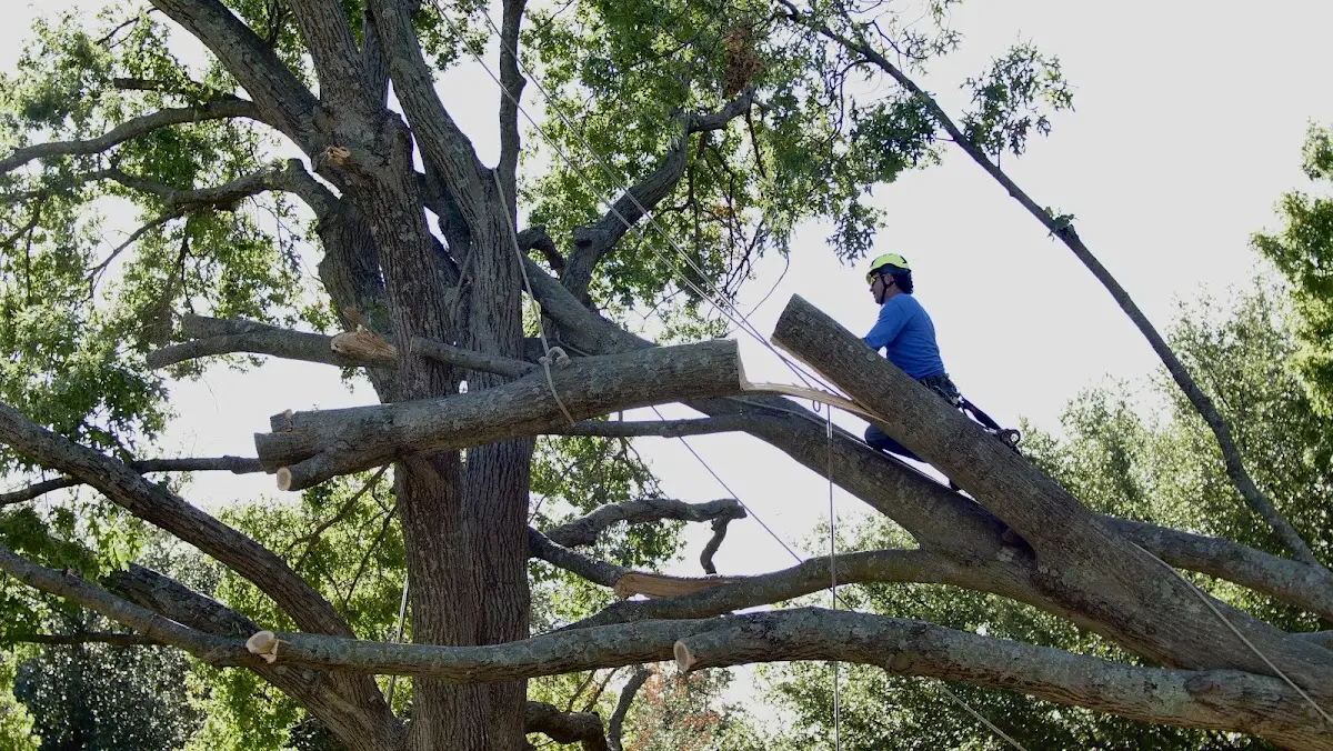 Professional Crown Thinning performed by certified arborists in Glen Rock