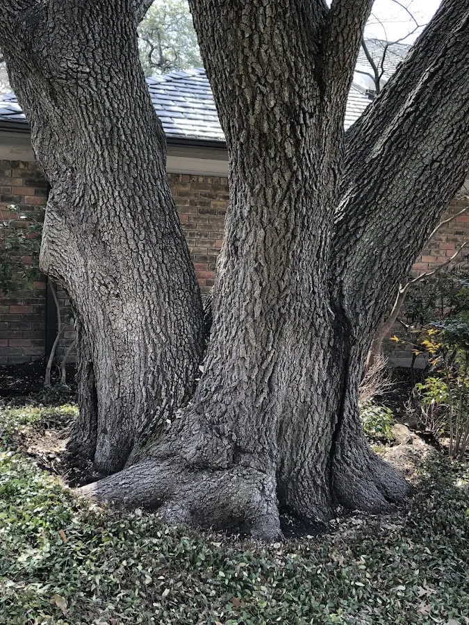 Mature heritage tree close to a Glen Rock property cared for by certified arborists